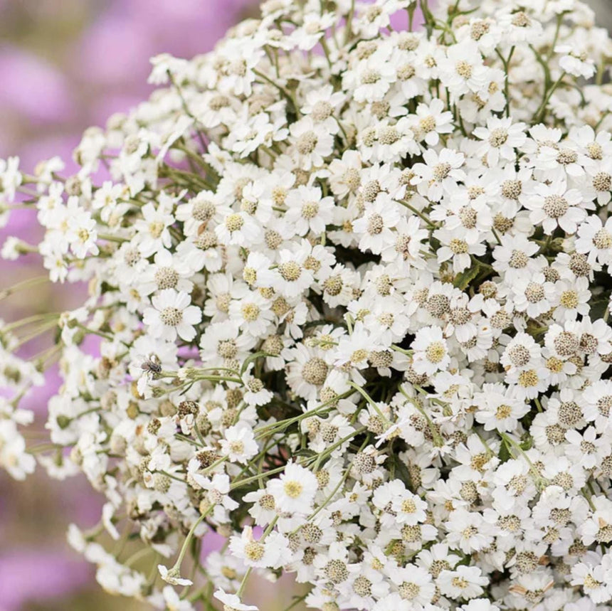 Yarrow The Pearl x 50 seeds