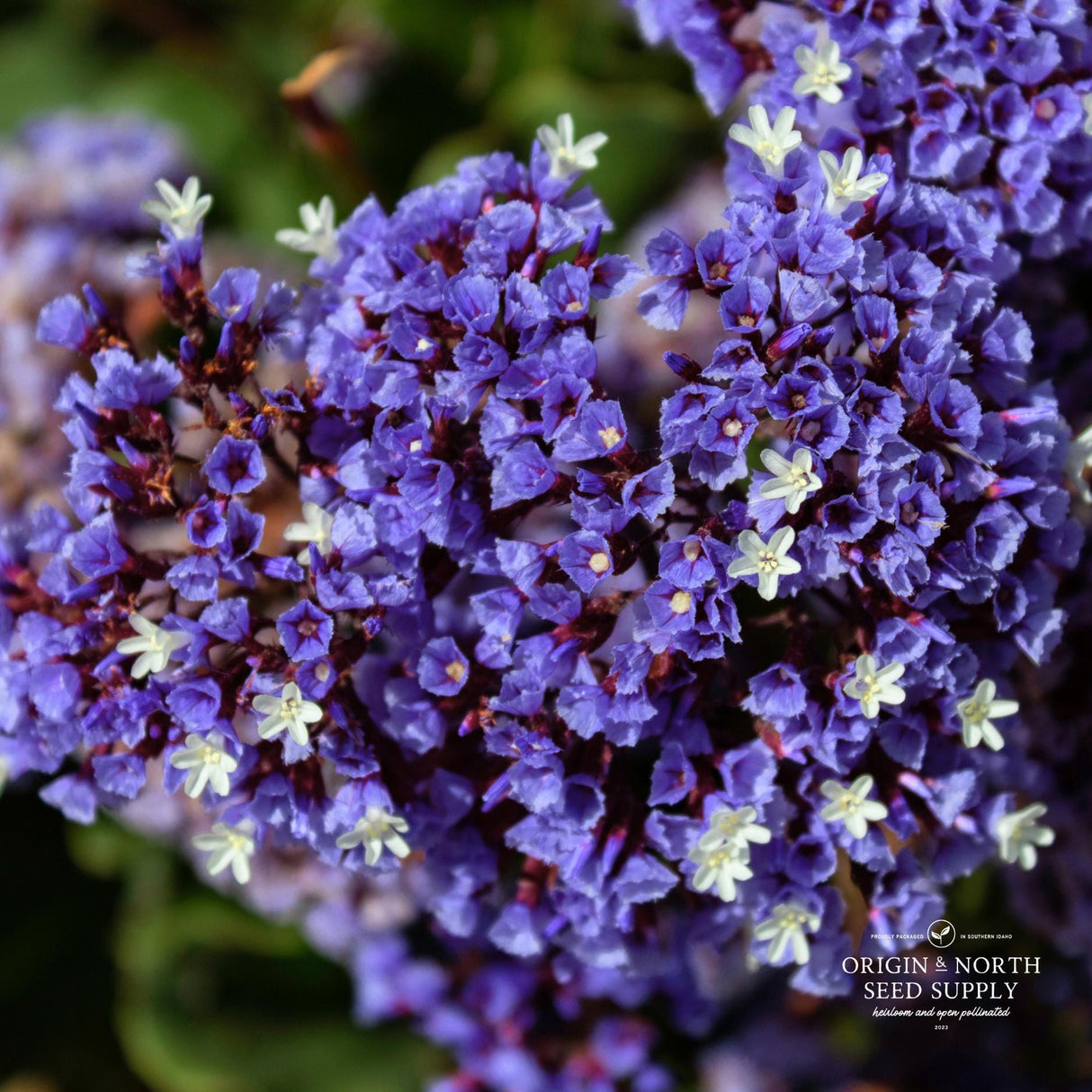 Statice Seeds - Blue