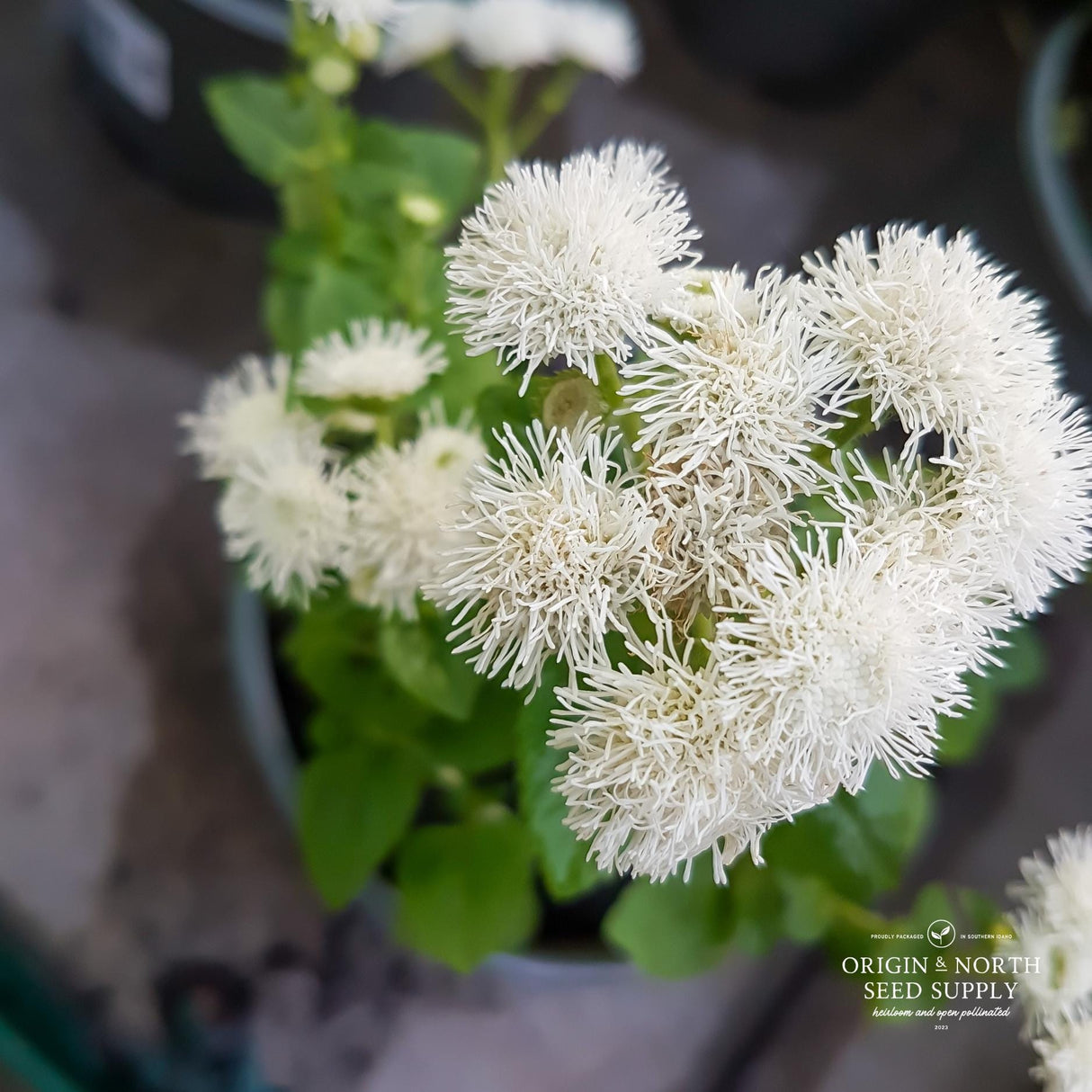 Ageratum Seeds - White