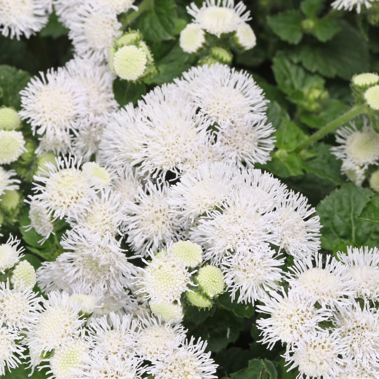 Ageratum Seeds - White