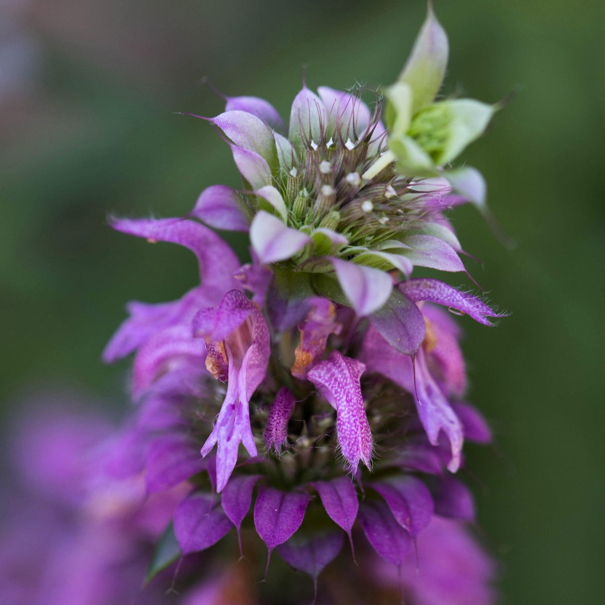 Monarda Seeds - Lemon Mint