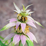 Monarda Seeds - Spotted Bee Balm