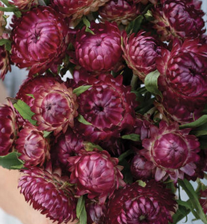 Strawflower Seeds - Cranberry Rose