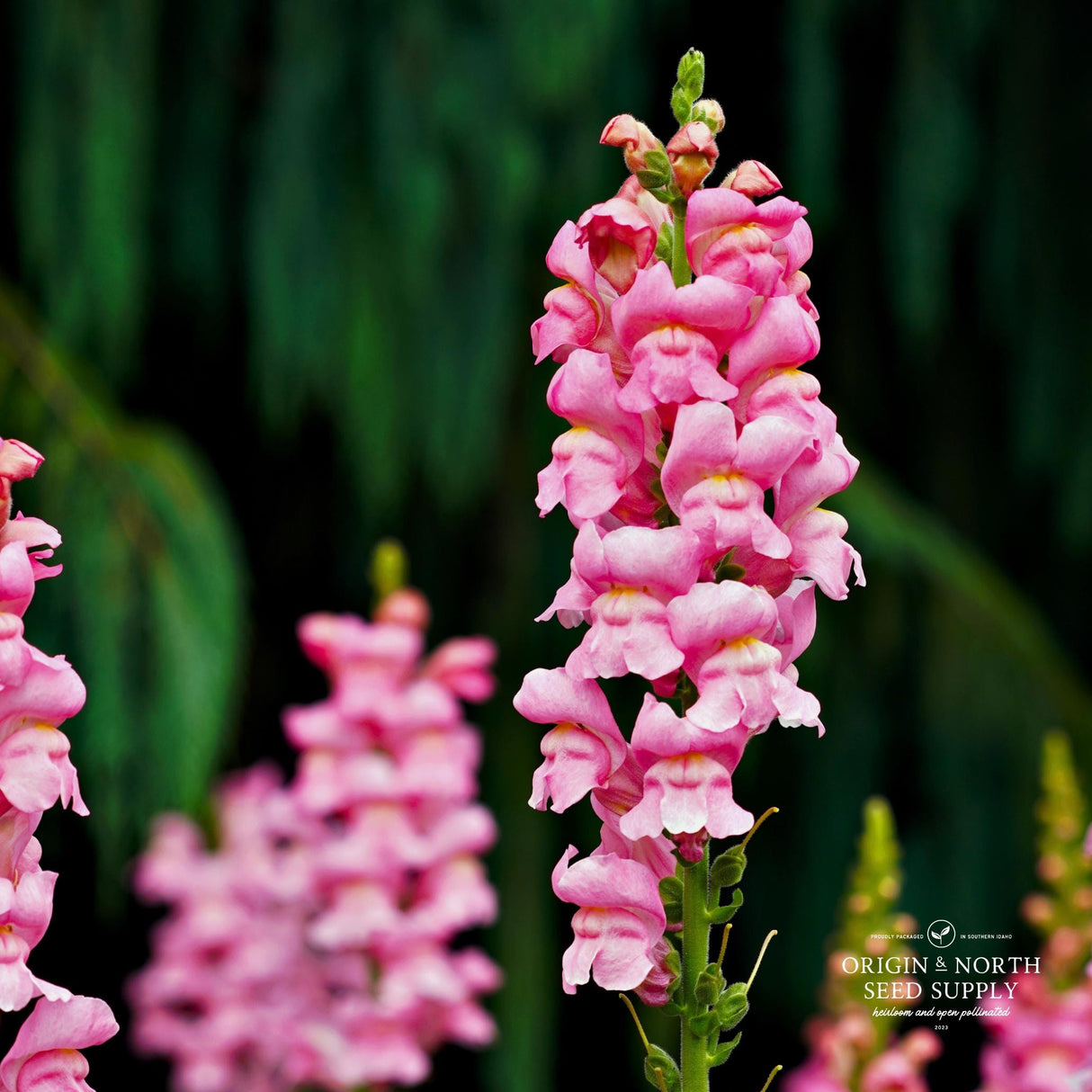 Snapdragon Seeds - Potomac Dark Pink