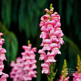 Snapdragon Seeds - Potomac Dark Pink