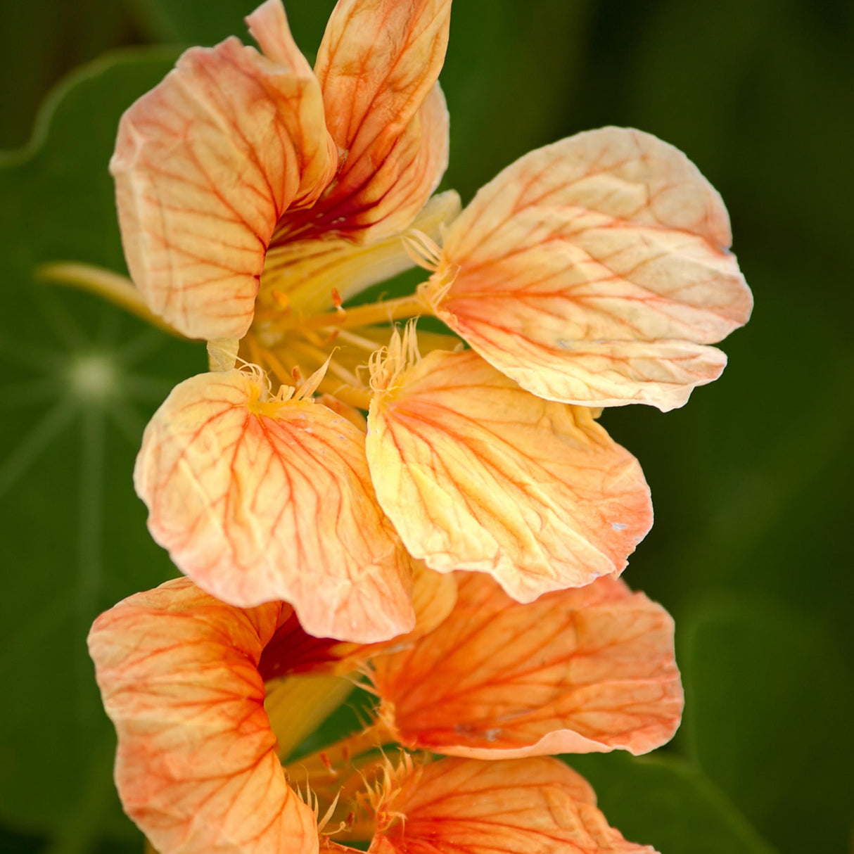 Nasturtium Seeds - Gleam Salmon