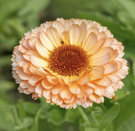 Calendula Sunset Bluff x 25 Seeds