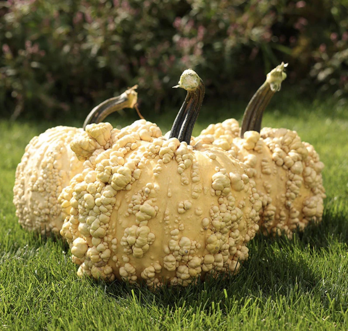 Pumpkin Seeds - Popcorn