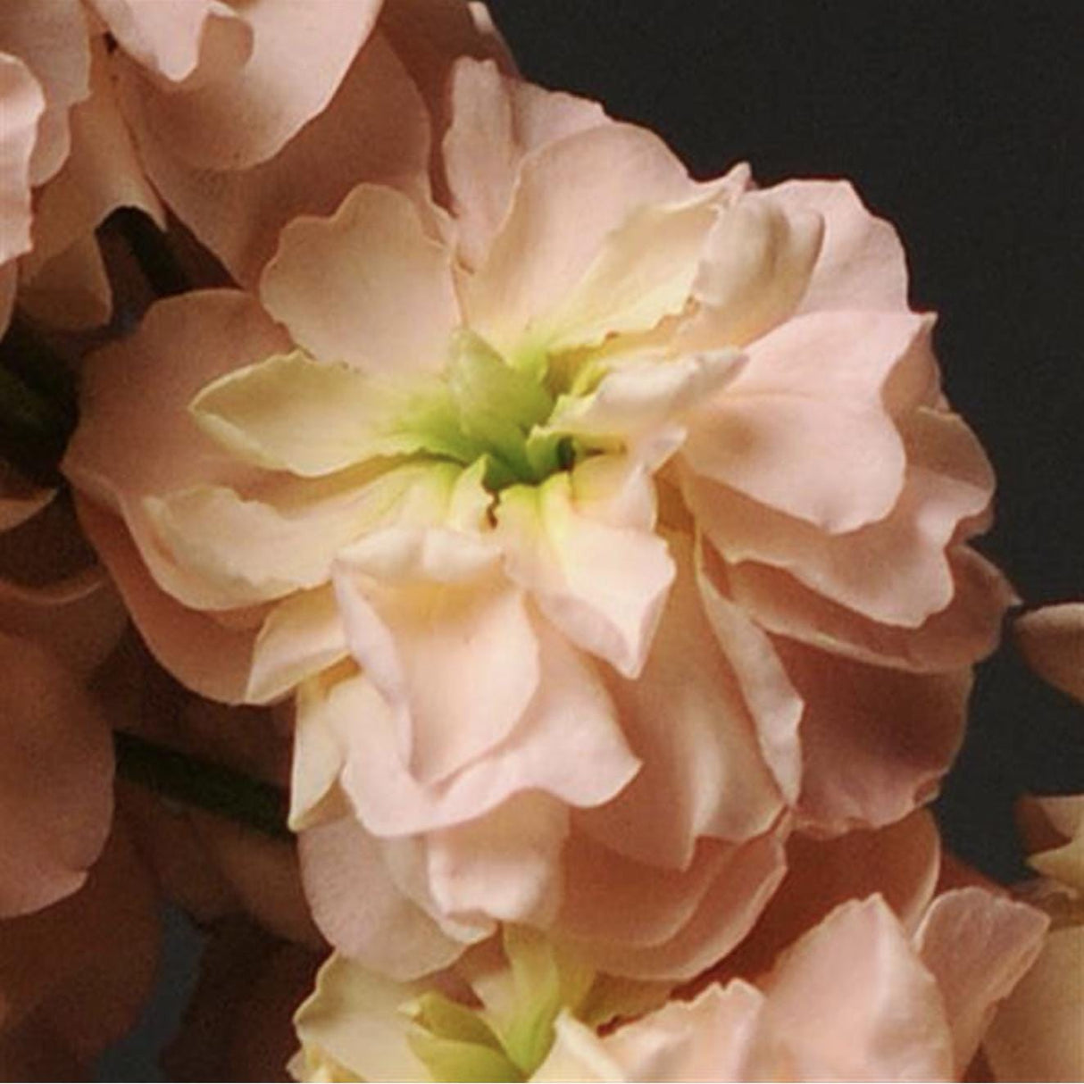 Stock Seeds - Katz Apricot