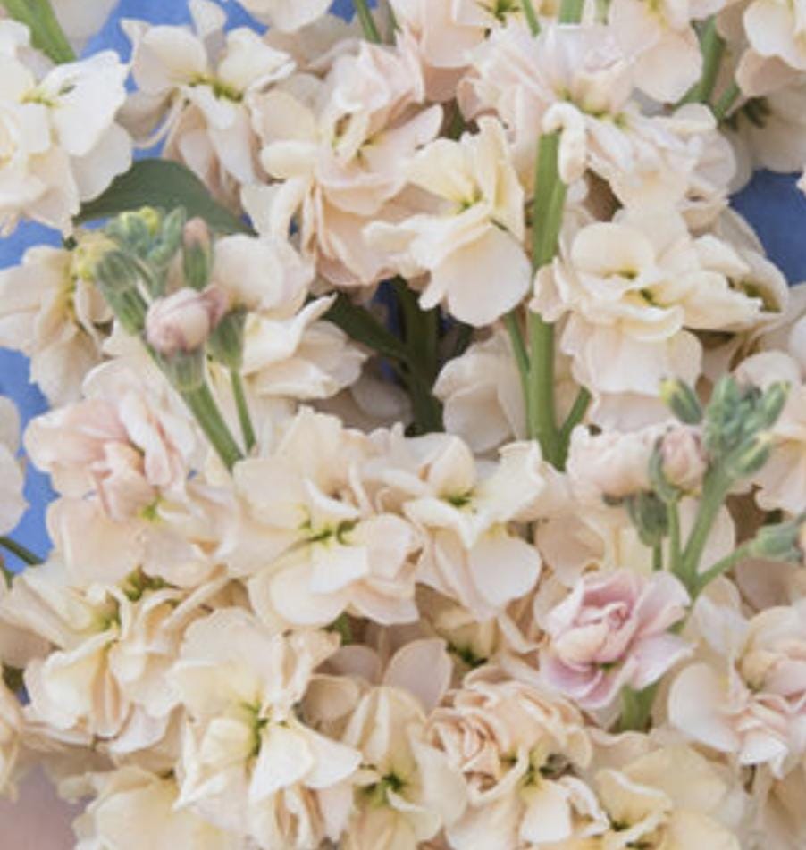 Stock Seeds - Katz Apricot