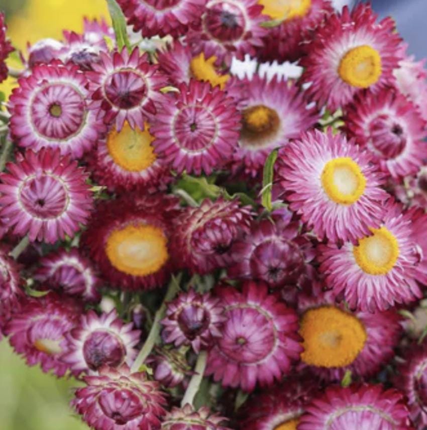 Strawflower Seeds - Purple Red