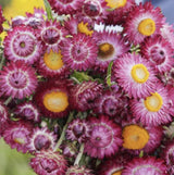 Strawflower Seeds - Purple Red