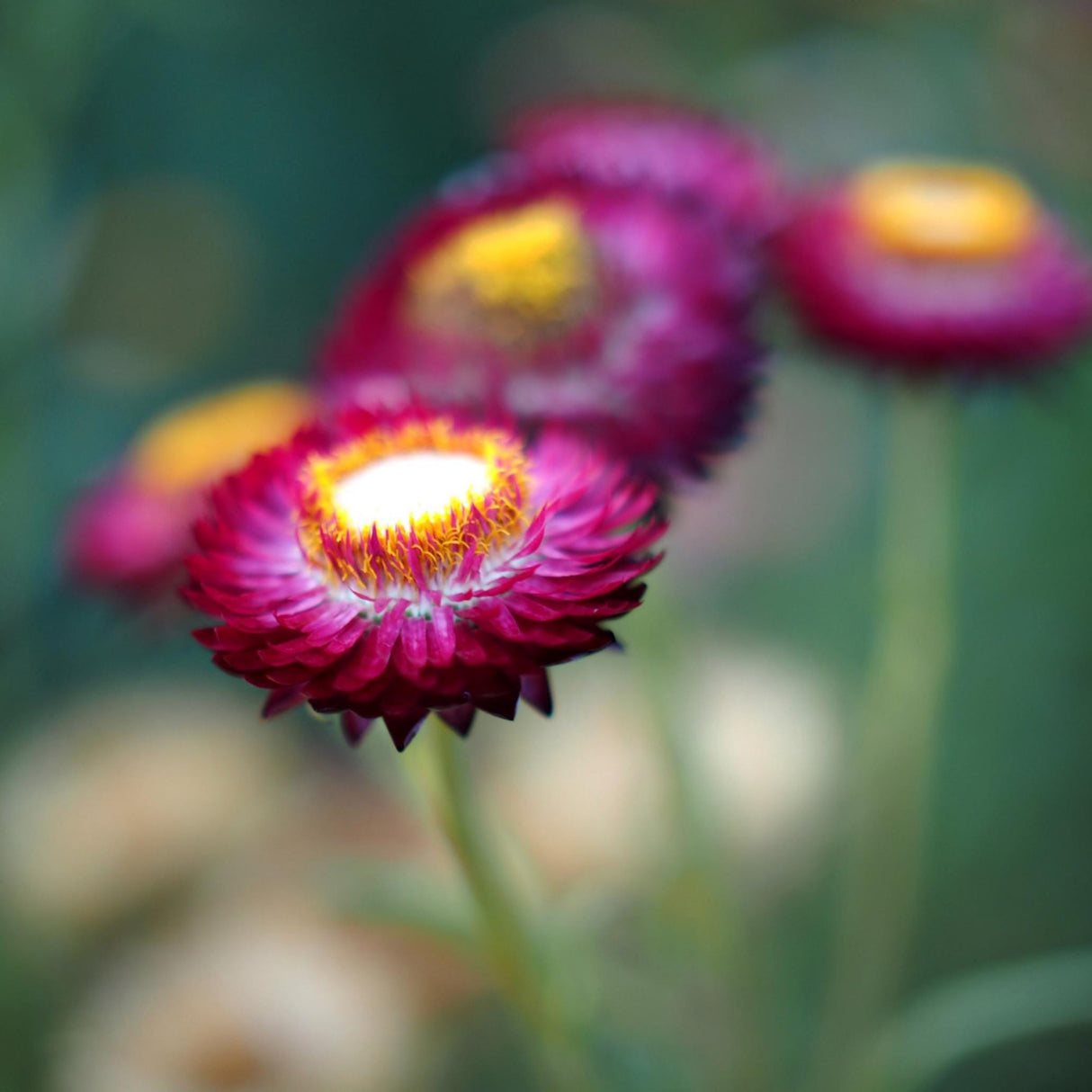 Strawflower Seeds - Purple Red