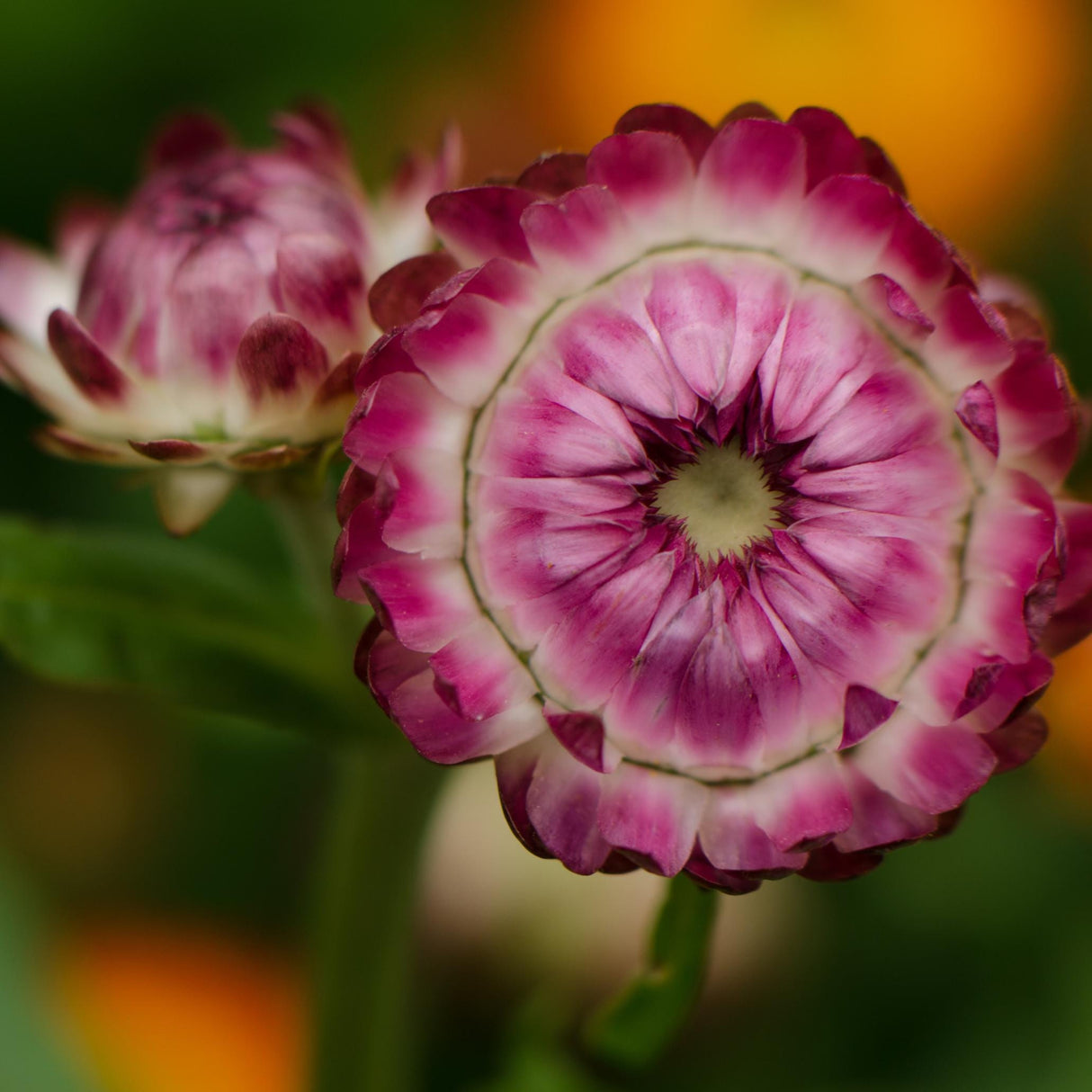 Strawflower Seeds - Purple Red