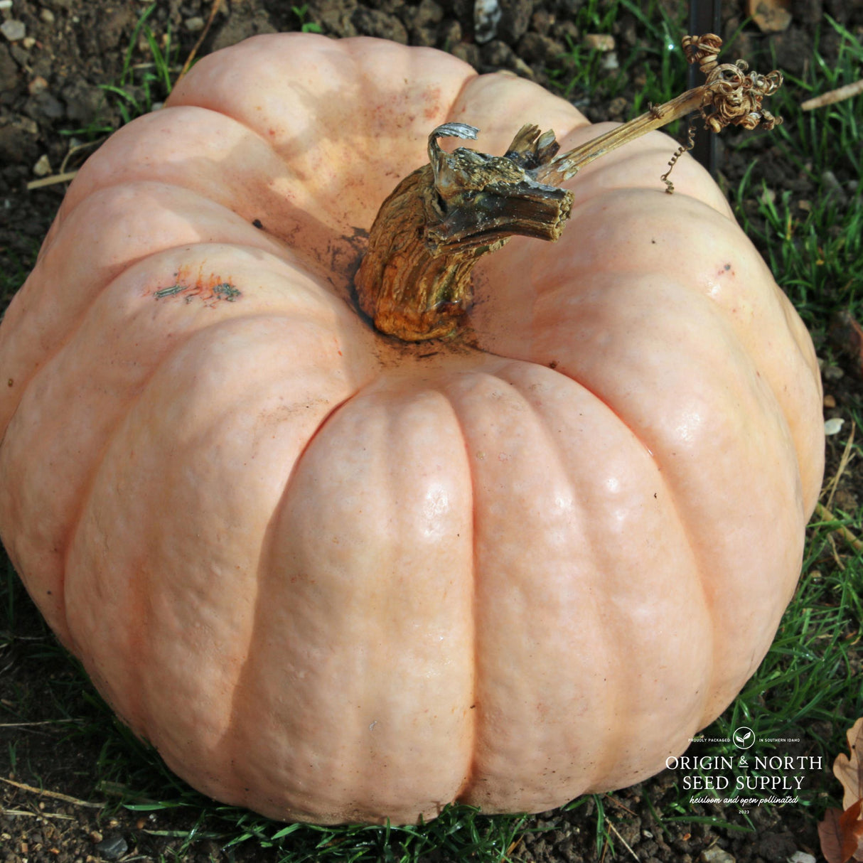 Pumpkin Seeds - Porcelain Doll