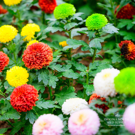 Dahlia Seeds - PomPon Mix