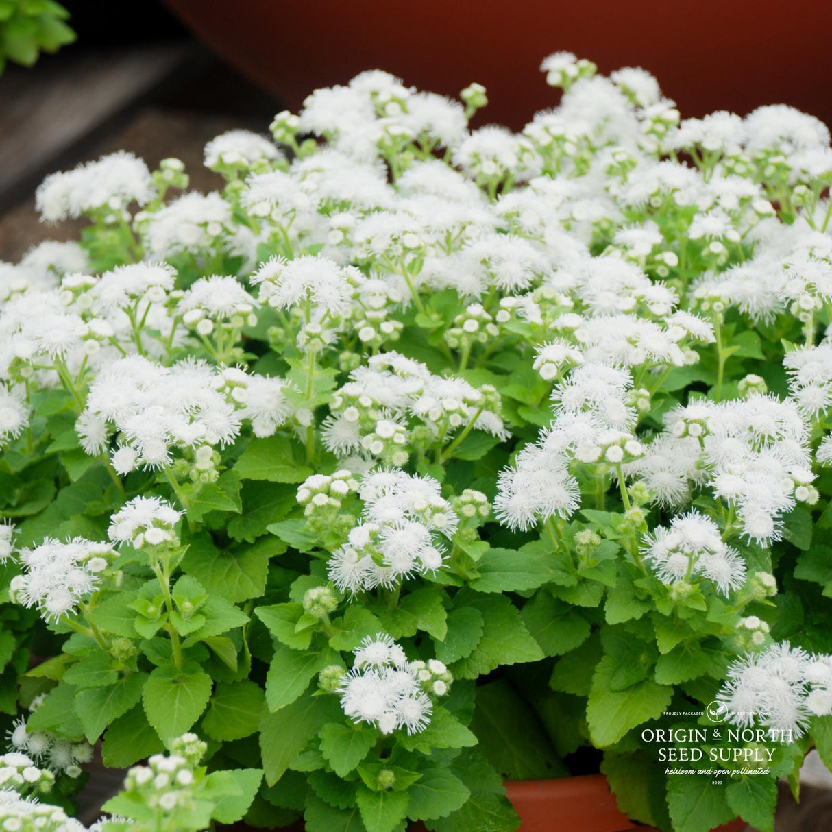 Ageratum Seeds - White