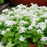 Ageratum Seeds - White