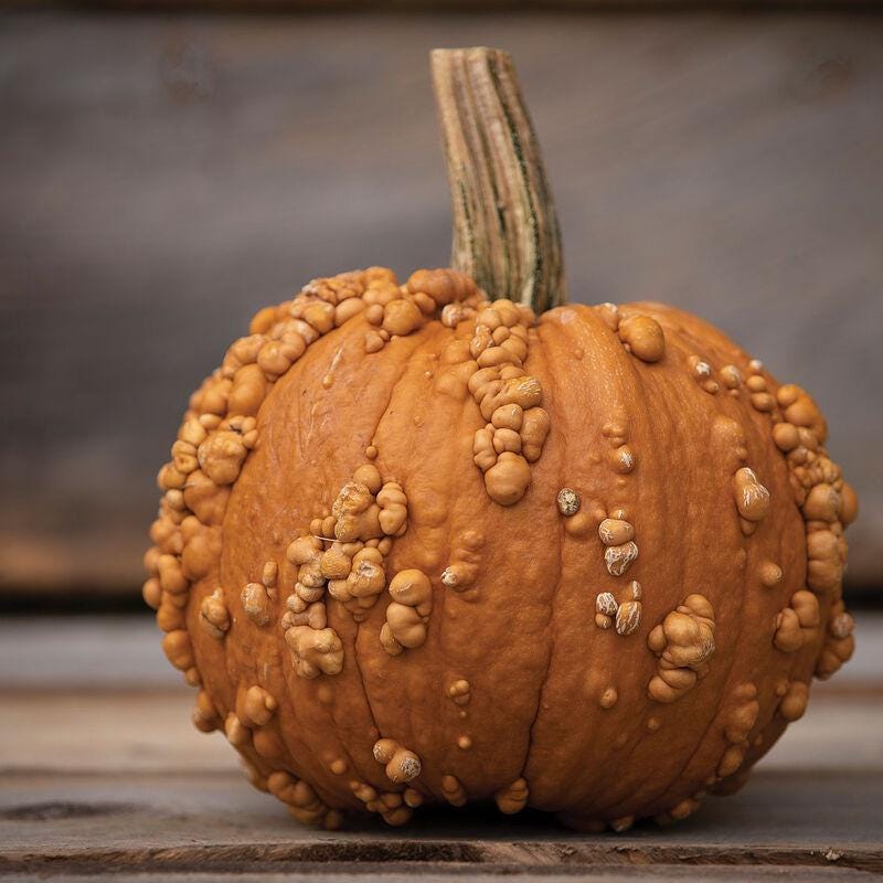 Pumpkin Seeds - Grizzly Bear