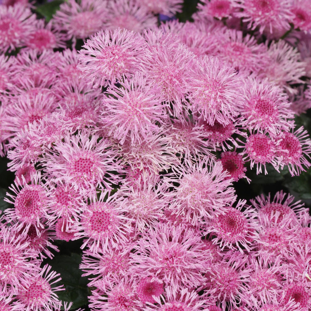 Ageratum Seeds - Pink