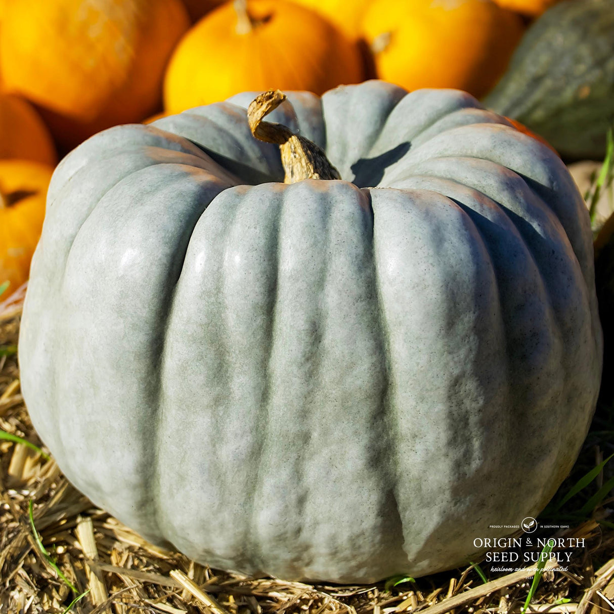 Pumpkin Seeds - Blue Doll