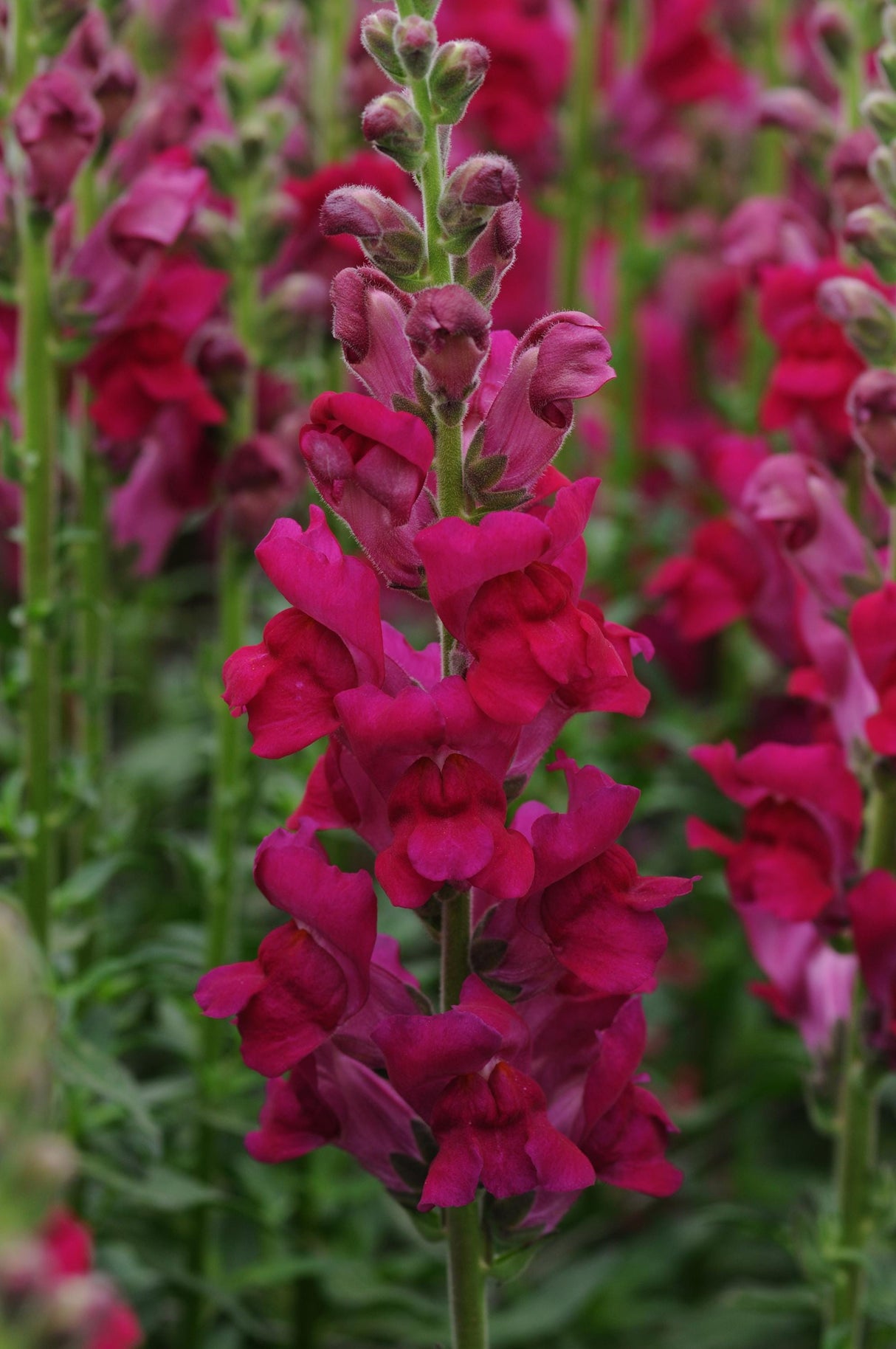 Snapdragon Seeds - Potomac Royal