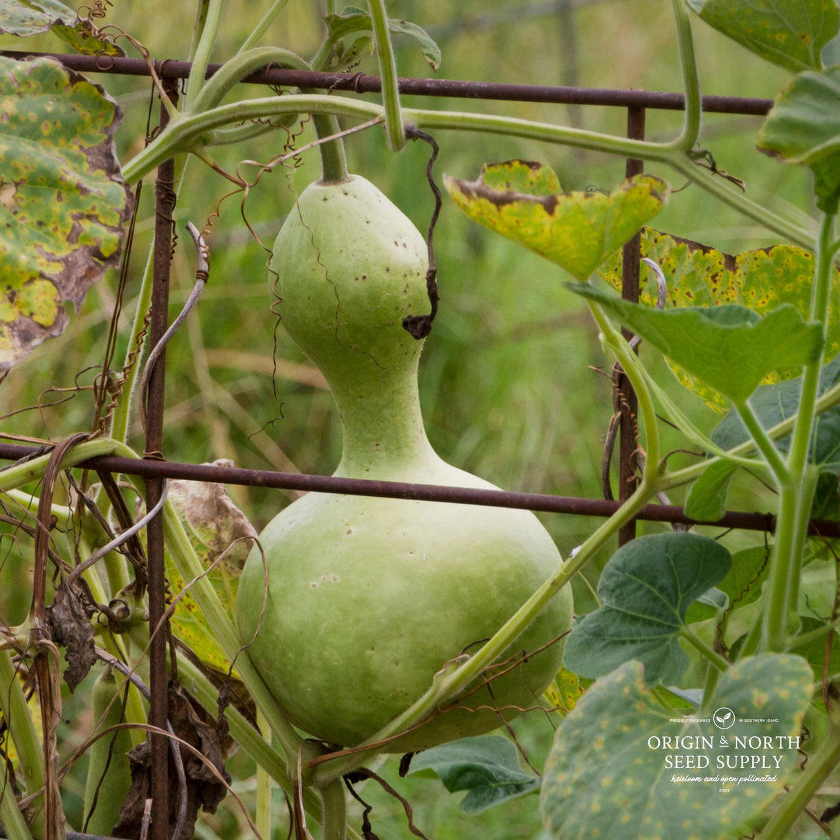 Gourd Seeds - Birdhouse
