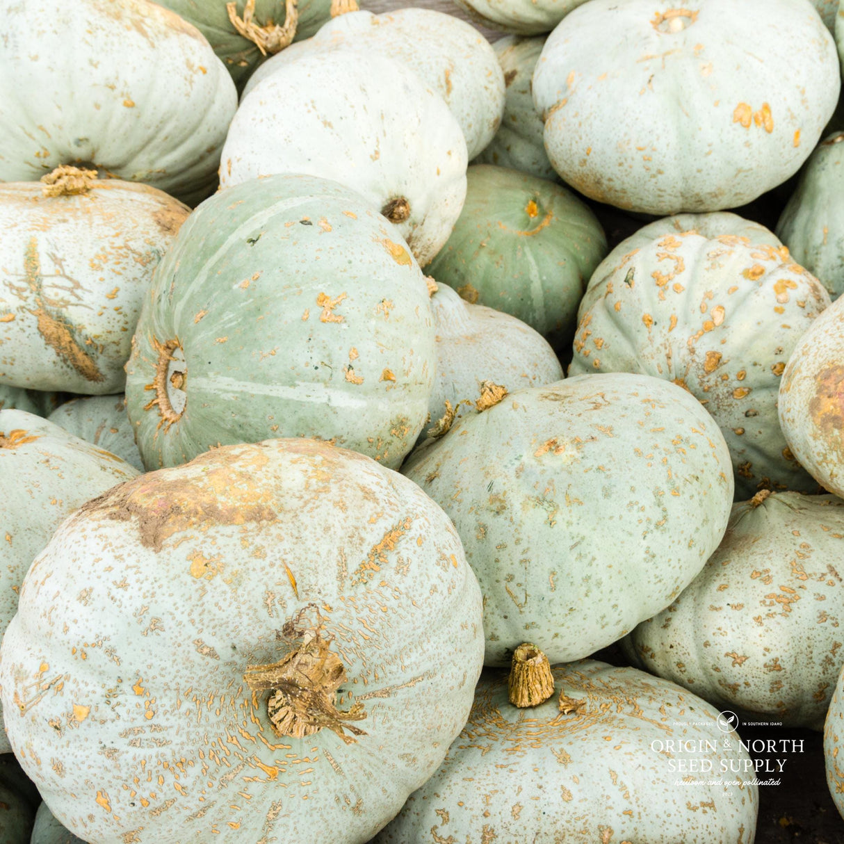 Winter Squash Seeds - Sweet Meat