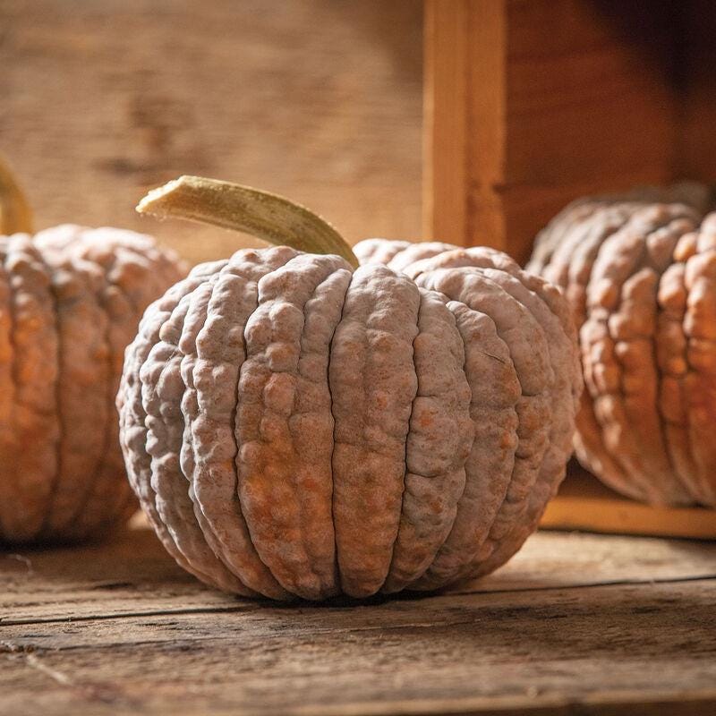 Winter Squash Seeds - Black Futsu
