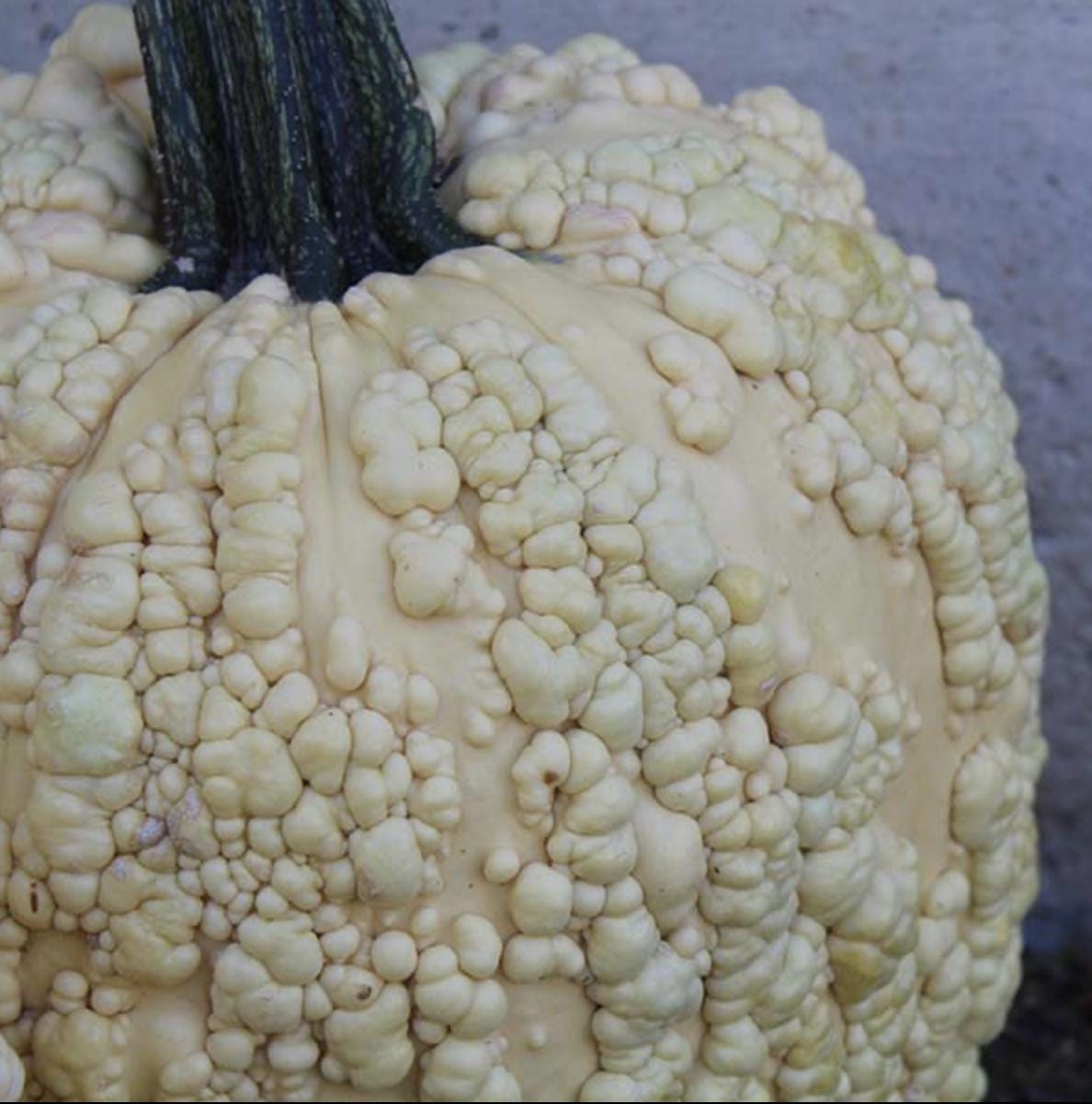 Pumpkin Seeds - Popcorn