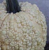 Pumpkin Seeds - Popcorn