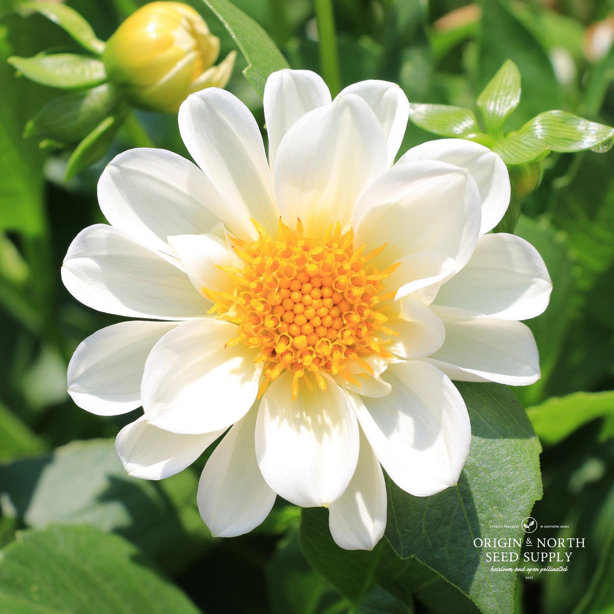 Dahlia Seeds - Opera White