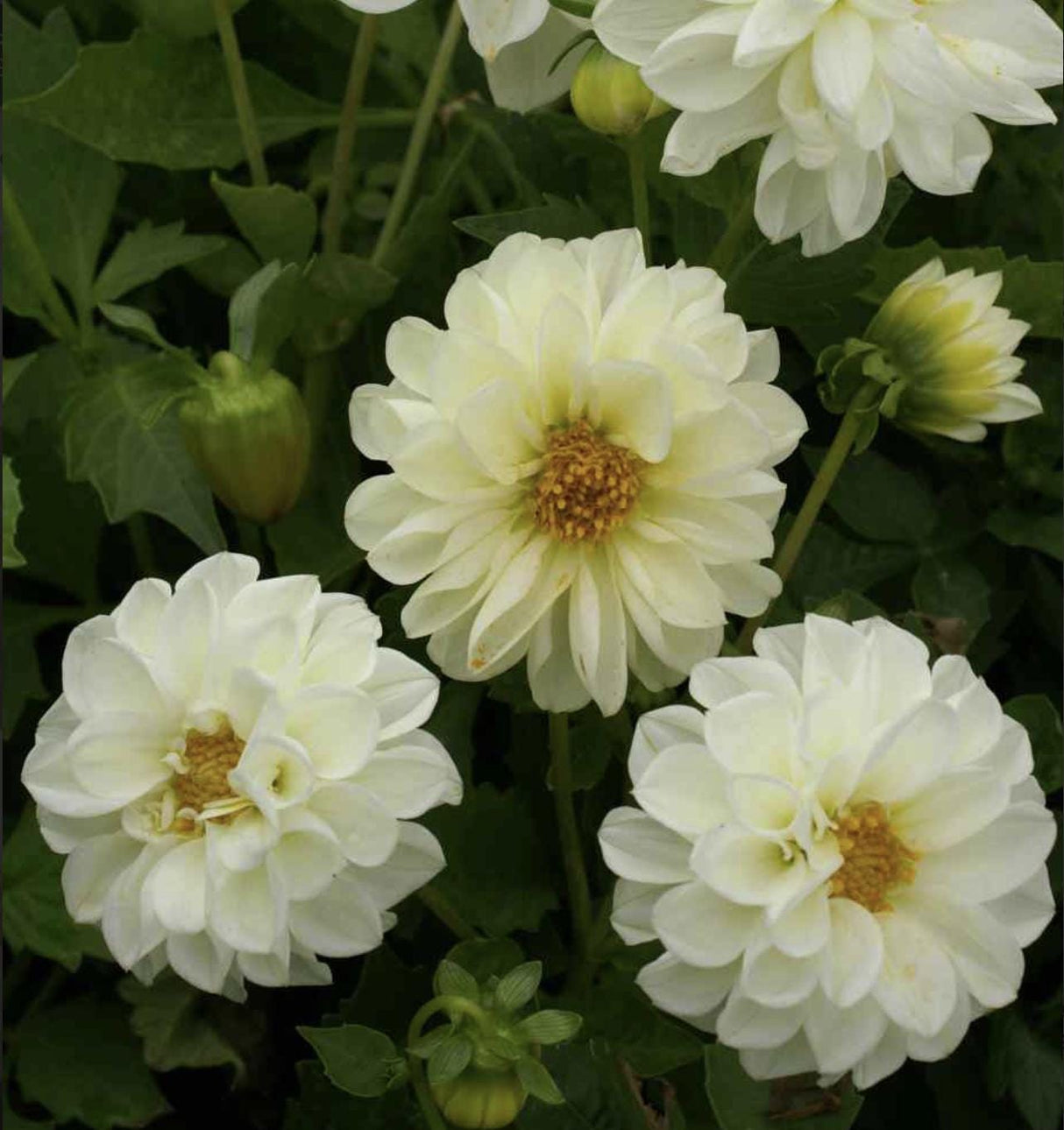 Dahlia Seeds - Opera White
