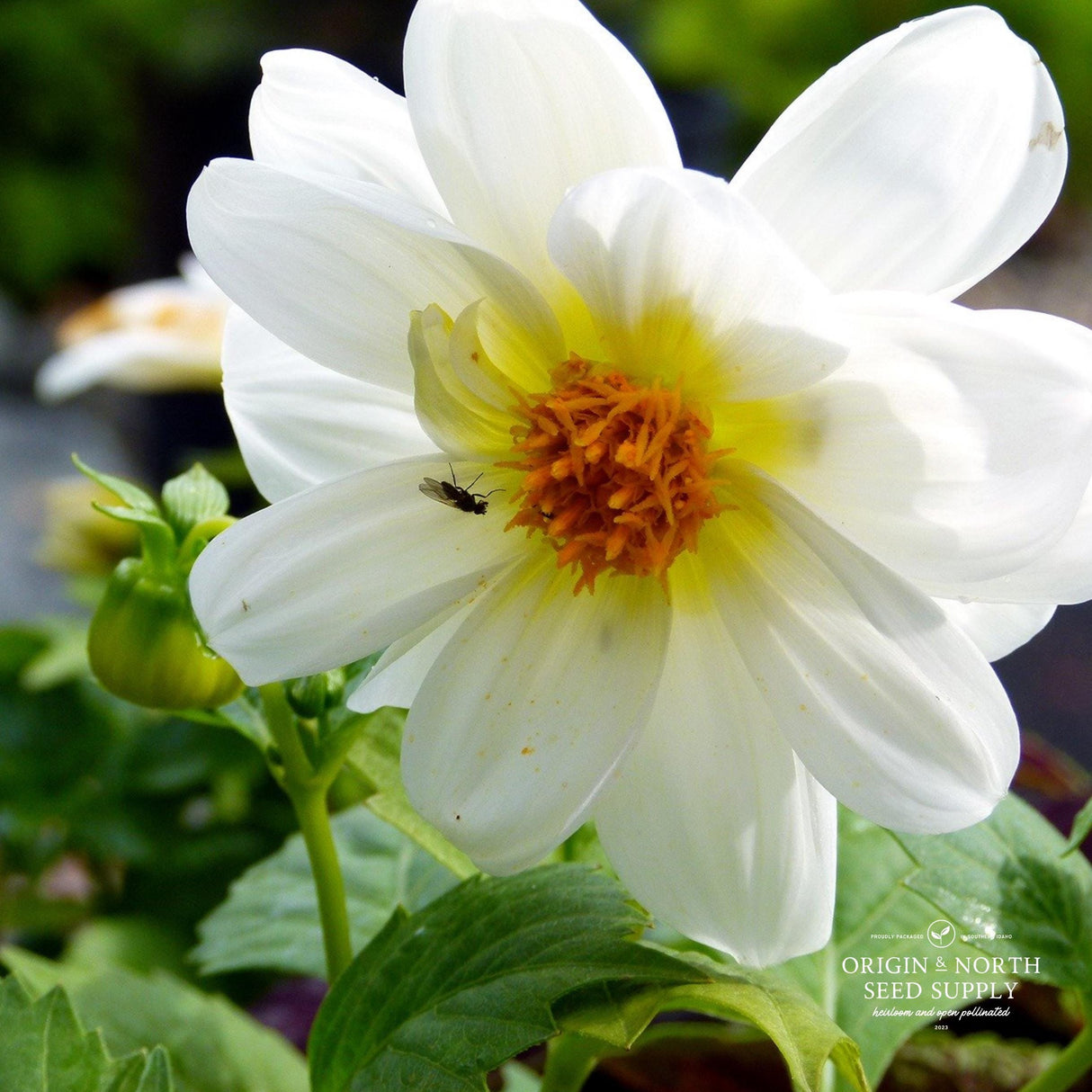 Dahlia Seeds - Opera White