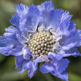 Scabiosa Seeds - Blue