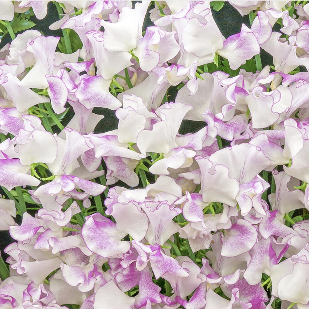 Sweet Pea Seeds - Lilac Ripple