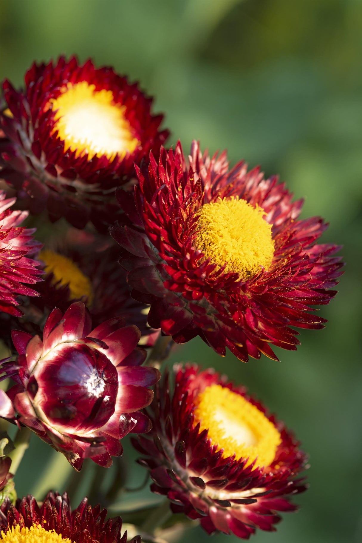 Strawflower Seeds - Deep Red