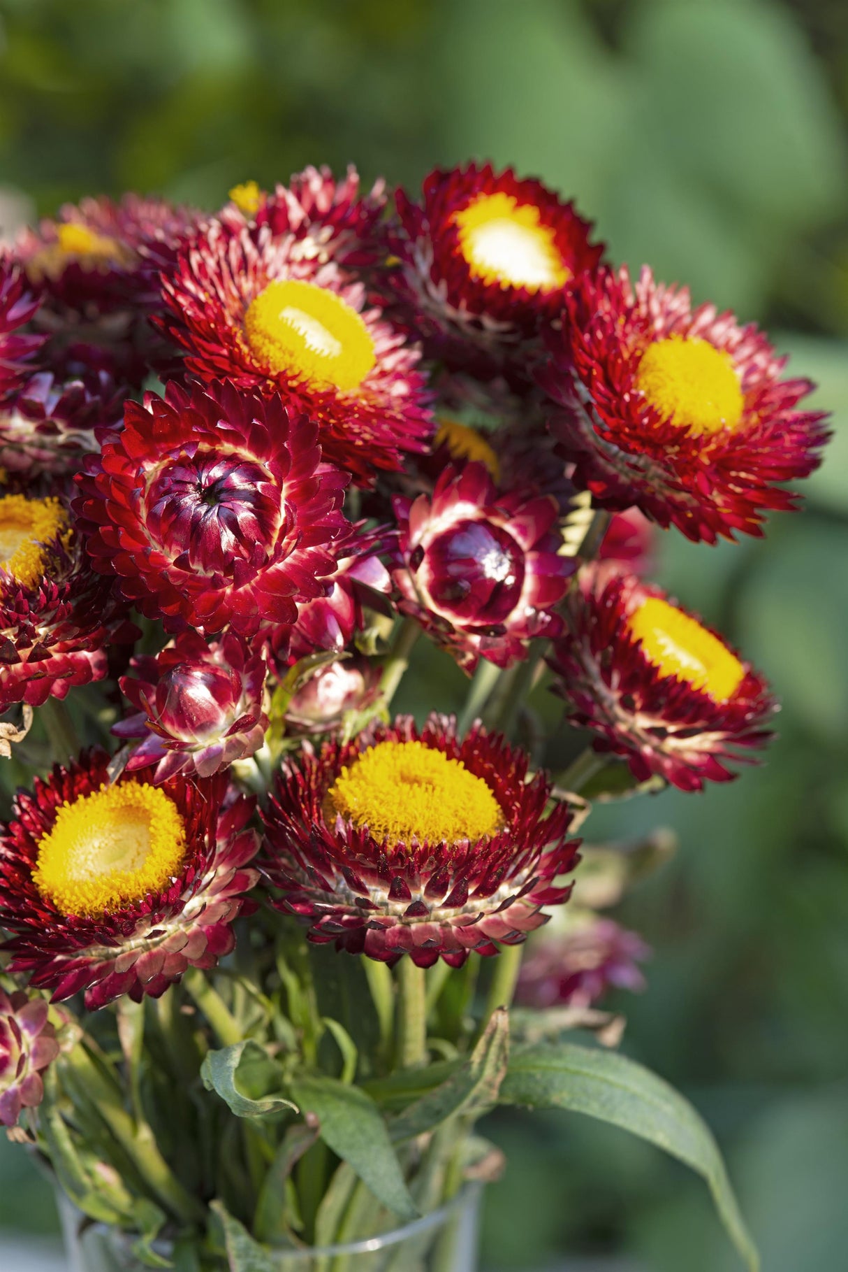Strawflower Seeds - Deep Red