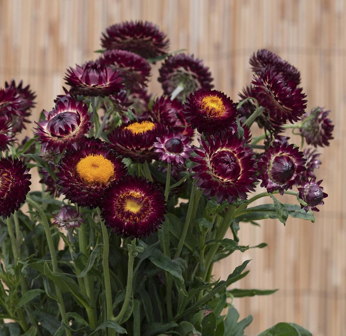 Strawflower Seeds - Deep Red