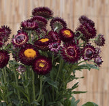 Strawflower Seeds - Deep Red