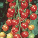 Tomato Seeds - Sweet 100s