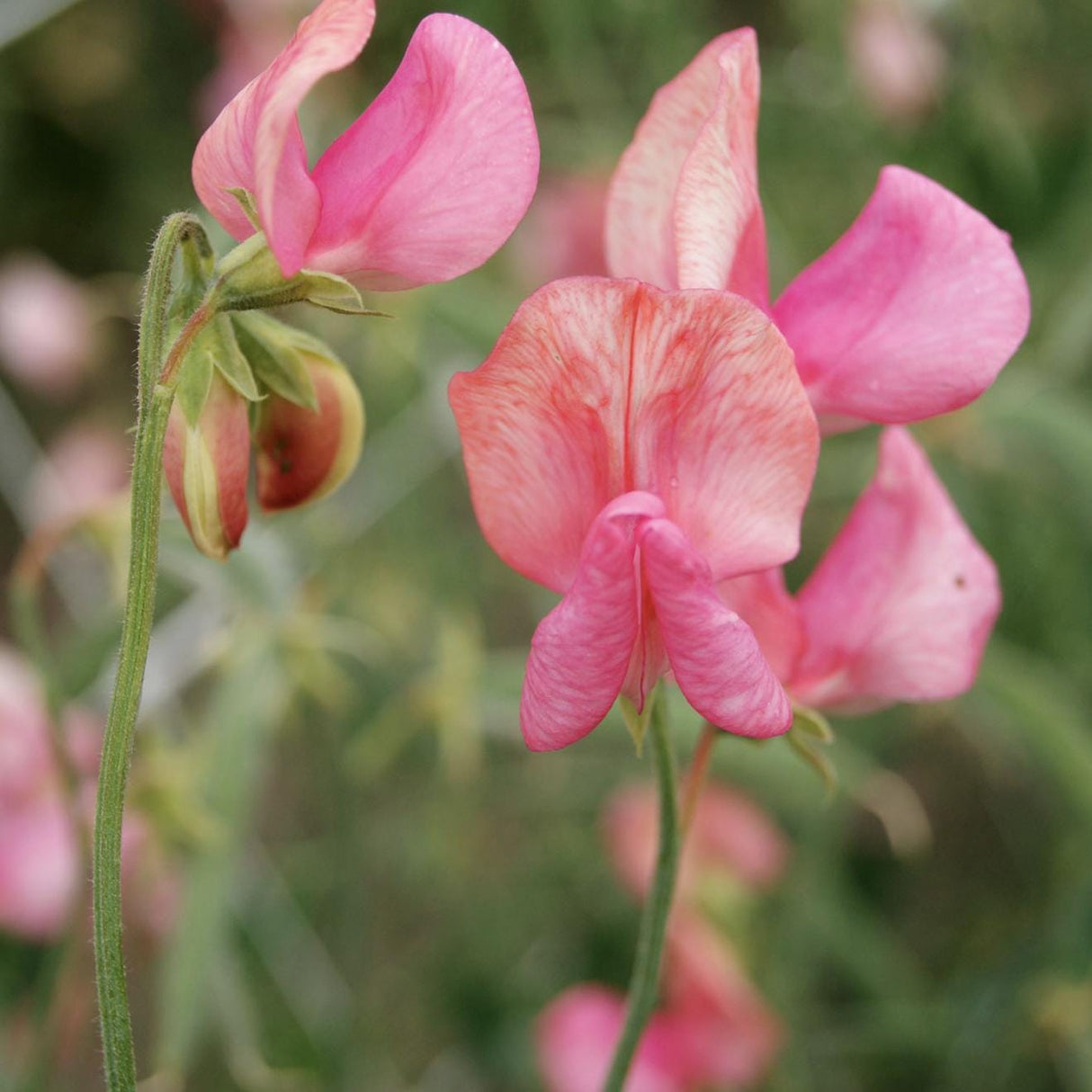 Sweet Pea Seeds - Miss Wilmott