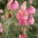 Sweet Pea Seeds - Miss Wilmott