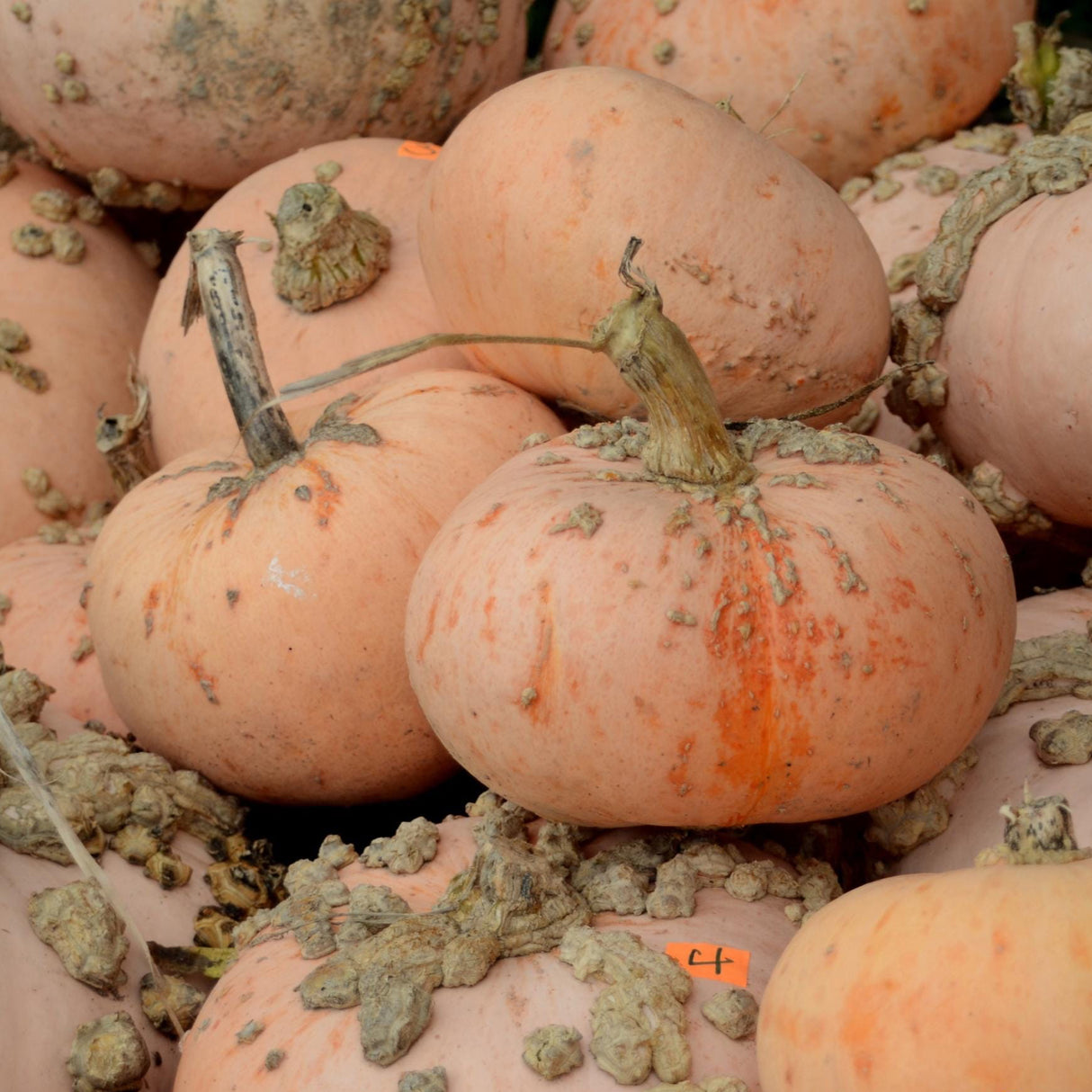 Winter Squash Seeds - Galeux d'Eysines
