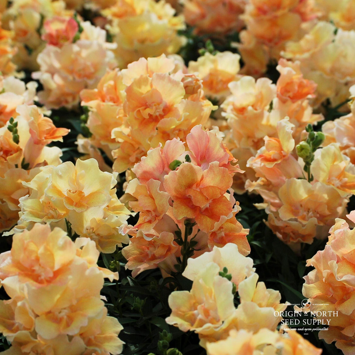 Snapdragon Seeds - Twinny Peach