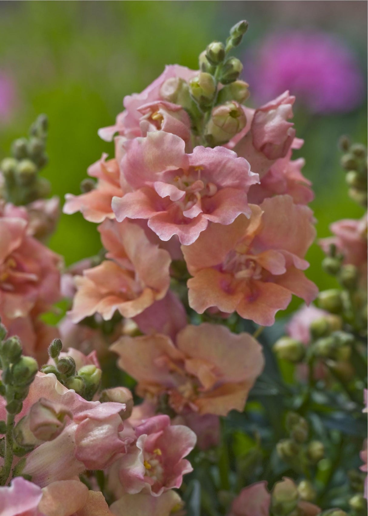 Snapdragon Seeds - Twinny Peach