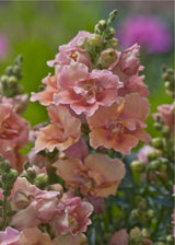 Snapdragon Seeds - Twinny Peach