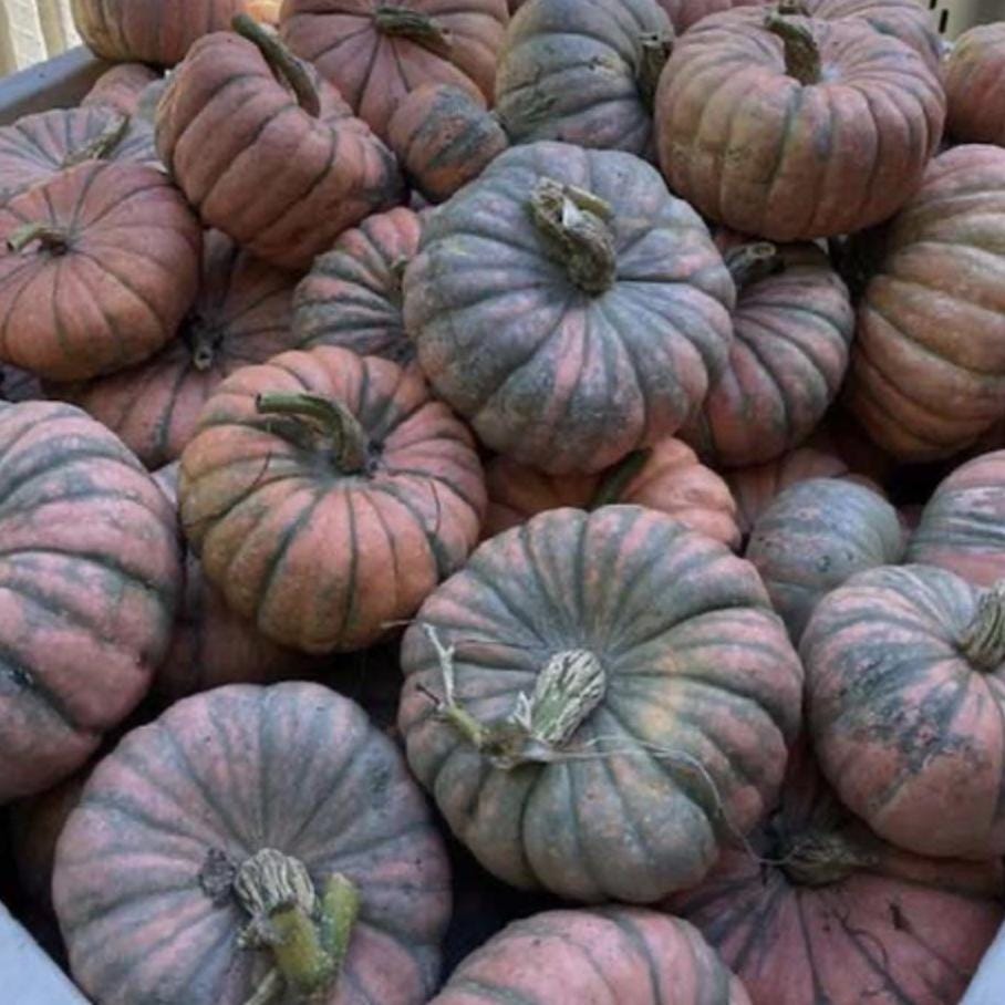 Winter Squash Seeds - Speckled Hound