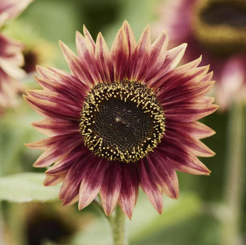 Sunflower Floren x 25 seeds