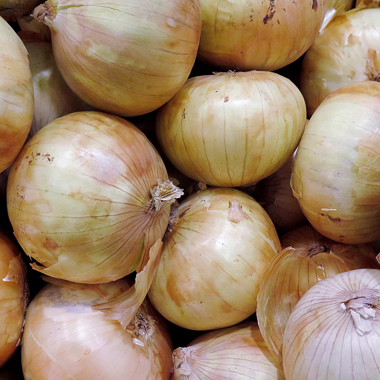 Onion Seeds - Walla Walla Sweet